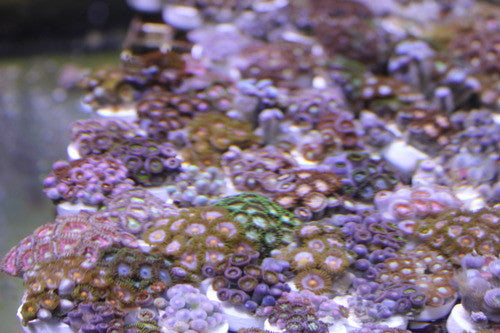 Zooanthid-Assorted Colors Aquacultured