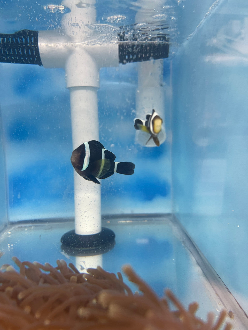 Tricinctus Clownfish Pair