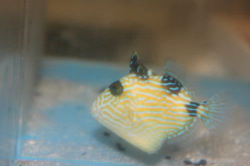 Blue Line (Fuscus) Triggerfish (3")