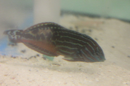 Splendid Leopard Wrasse-Male