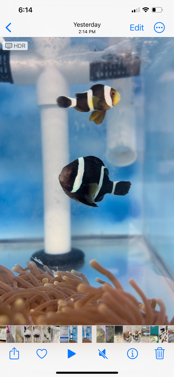 Tricinctus Clownfish Pair