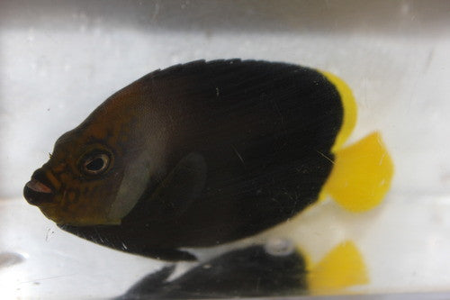 Black Velvet Angelfish (5")