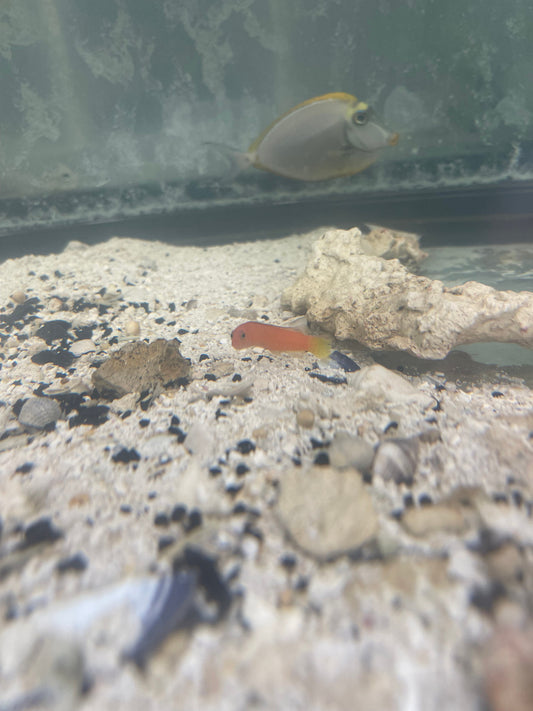 Rose Island basslet | Pseudoplesiops rosae