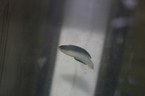 Black Backed (China) Wrasse | Anampses neoguinaicus (2" Juv)