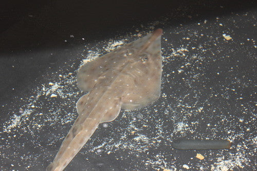 Clear Nose Guitar Fish | Rhinobatos armatus (15")