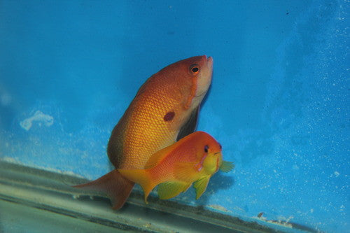 Lyretail Anthias (Kenya)-XL Trio (2F, 1 M)