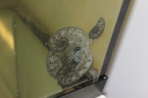 White Spot Long Armed Octopus