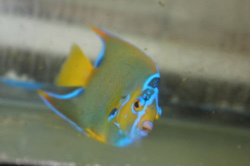 Queen Angelfish | Holacanthus ciliaris   (4")