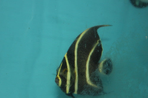 French Angel | Pomacanthus paru (4")