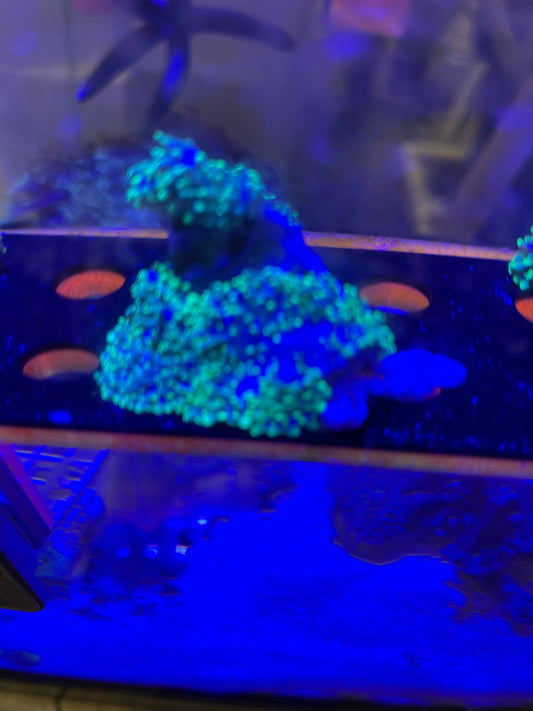 Green Hairy Mushroom Coral (Rhodactis indosinensis)