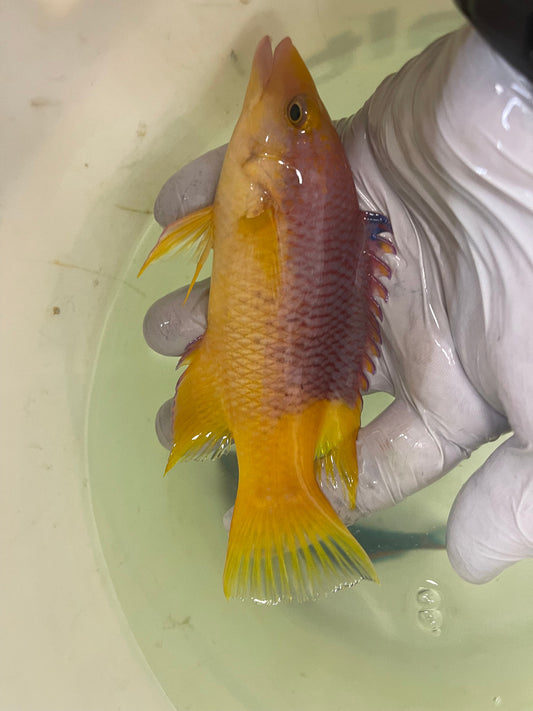 Spanish Hogfish (5-6")