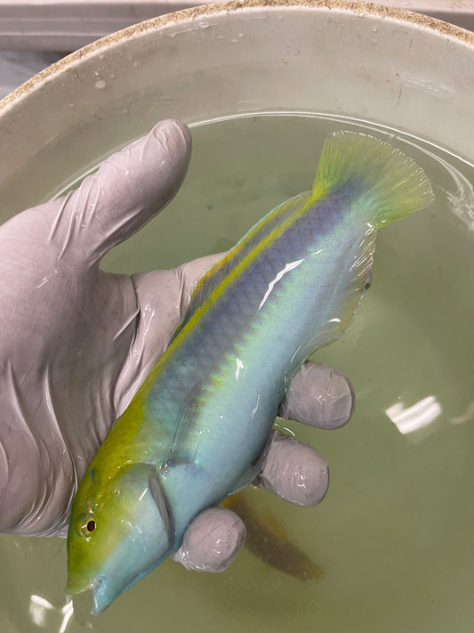 Lightning Wrasse (Halichoeres cyanocephalus) -4"