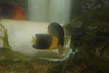 Coco's Pygmy Angelfish (Centropyge joculator)-1 1/2"