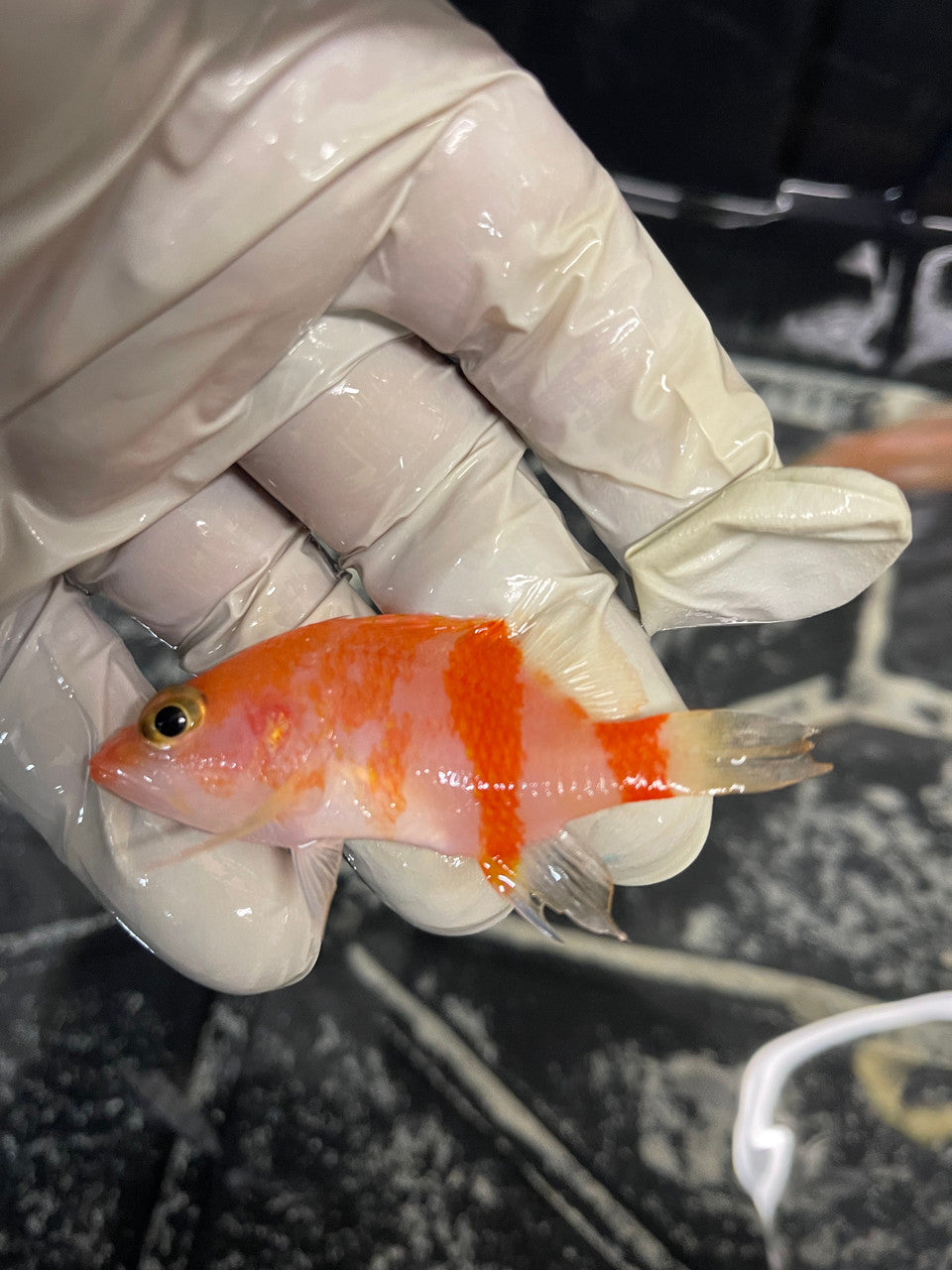 plectranthias retrofaciatus