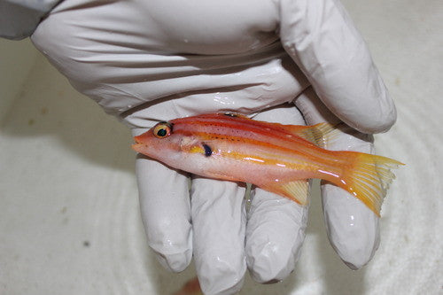 Five Stripe Hogfish-Bodianus paraleucostictus
