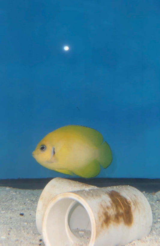 Cocopeel Angelfish (Centropyge cocosensis)