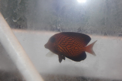 Chevron Tang (2" juv)