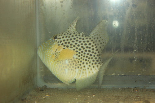 Golden Heart Trigger | Balistes punctatus (5-6")