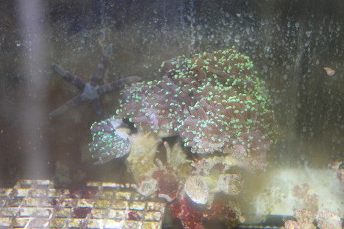 Frogspawn Coral (XXL) - Euphyllia yaeyamaensis