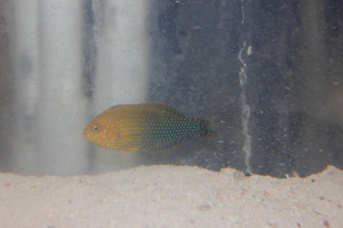 Potter's Wrasse (Hawaii)