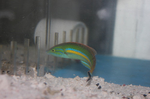 Blue Pencil Wrasse (male)