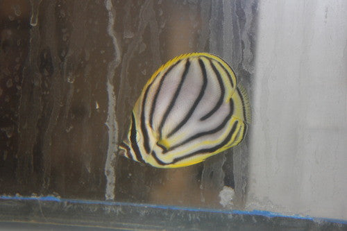 Meyer's Butterfly (3")