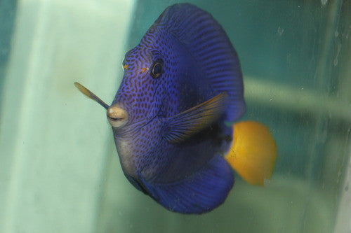 Purple Tang | Zebrasoma xanthurus | 4-6" (some lateral line damage)