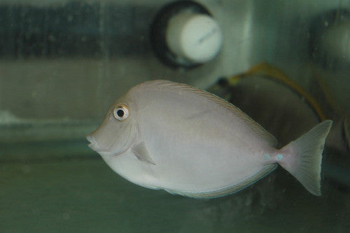 Unicorn Tang 6"