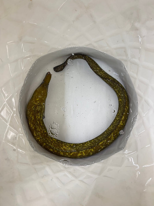 Golden Fangtooth Moray (Enchelycore anatina)