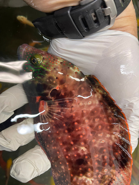 Abudjubbe Wrasse | Cheilinus abudjubbe 8"
