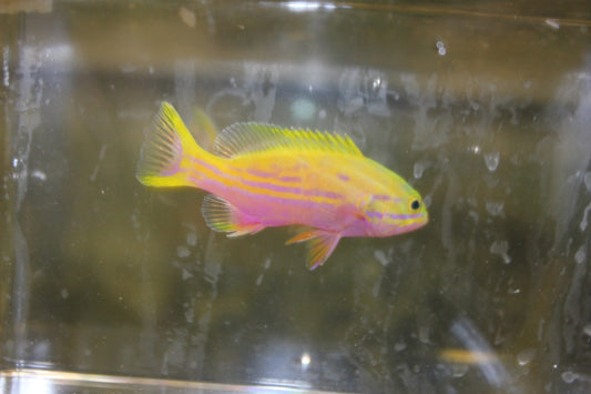 Polleni Grouper-3" (Hawaiian)