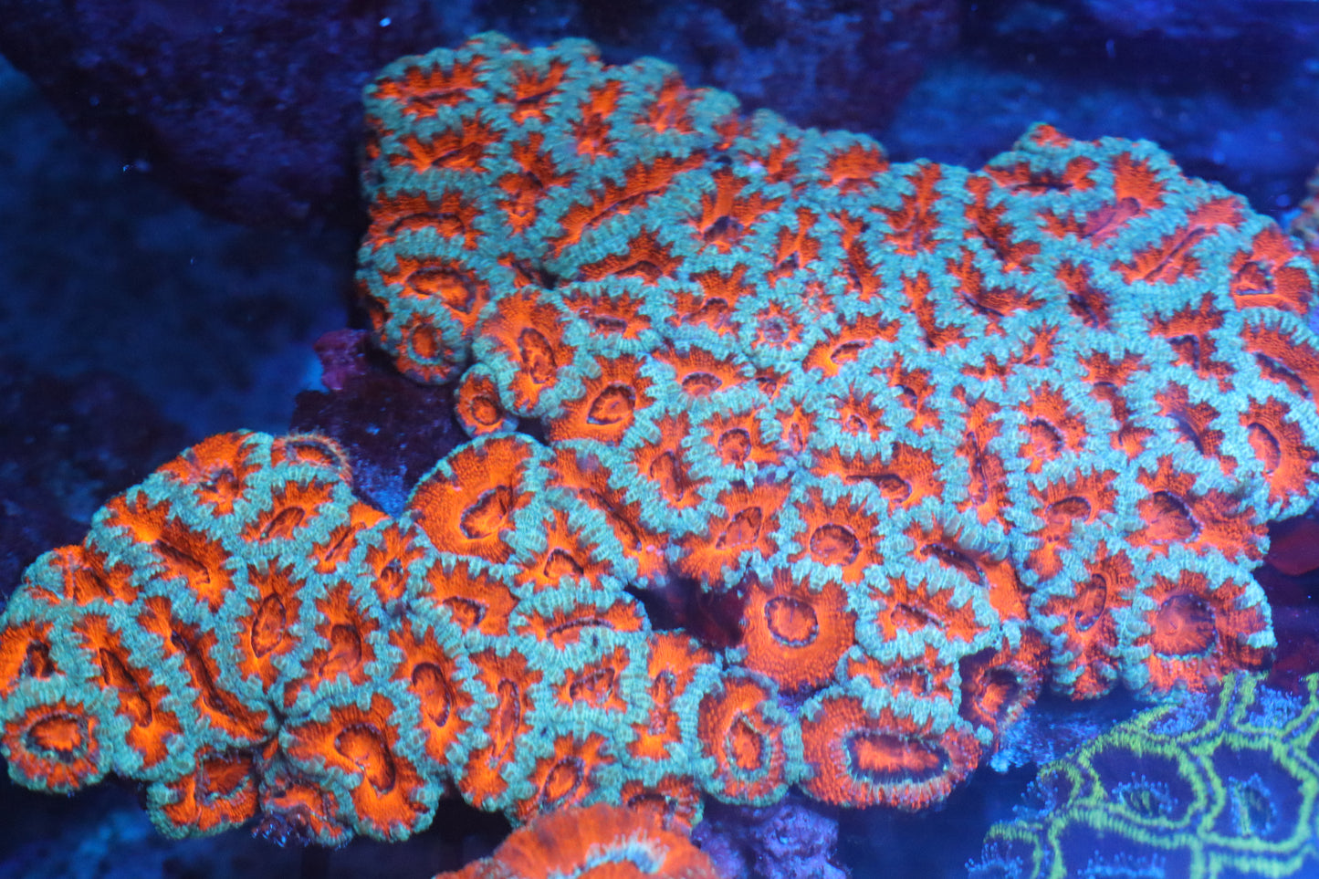 Micromussa Lord Colony (D171)