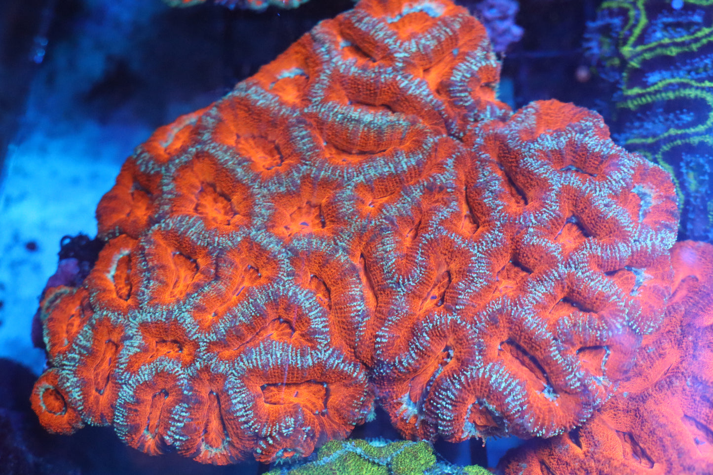 Micromussa Lord Colony (D172)