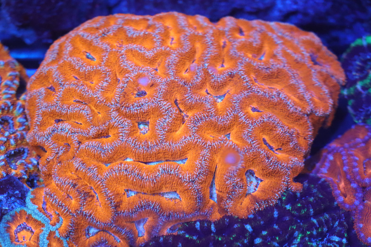 Micromussa Lord Colony (D175)