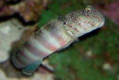 Luther's Watchman Goby