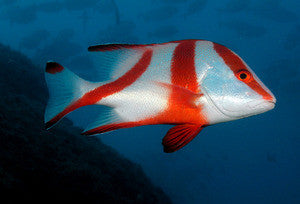 Red Emperor Snapper (1")