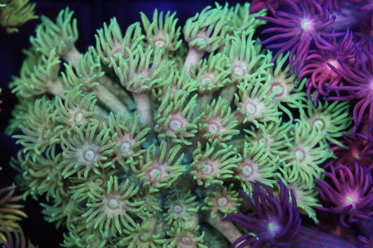 Mellow Yellow Goni (38)