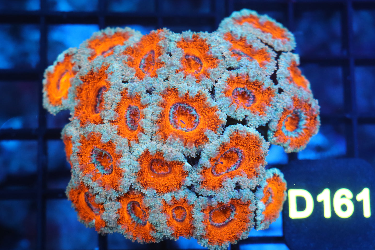 Micromussa Lord Colony (D161)