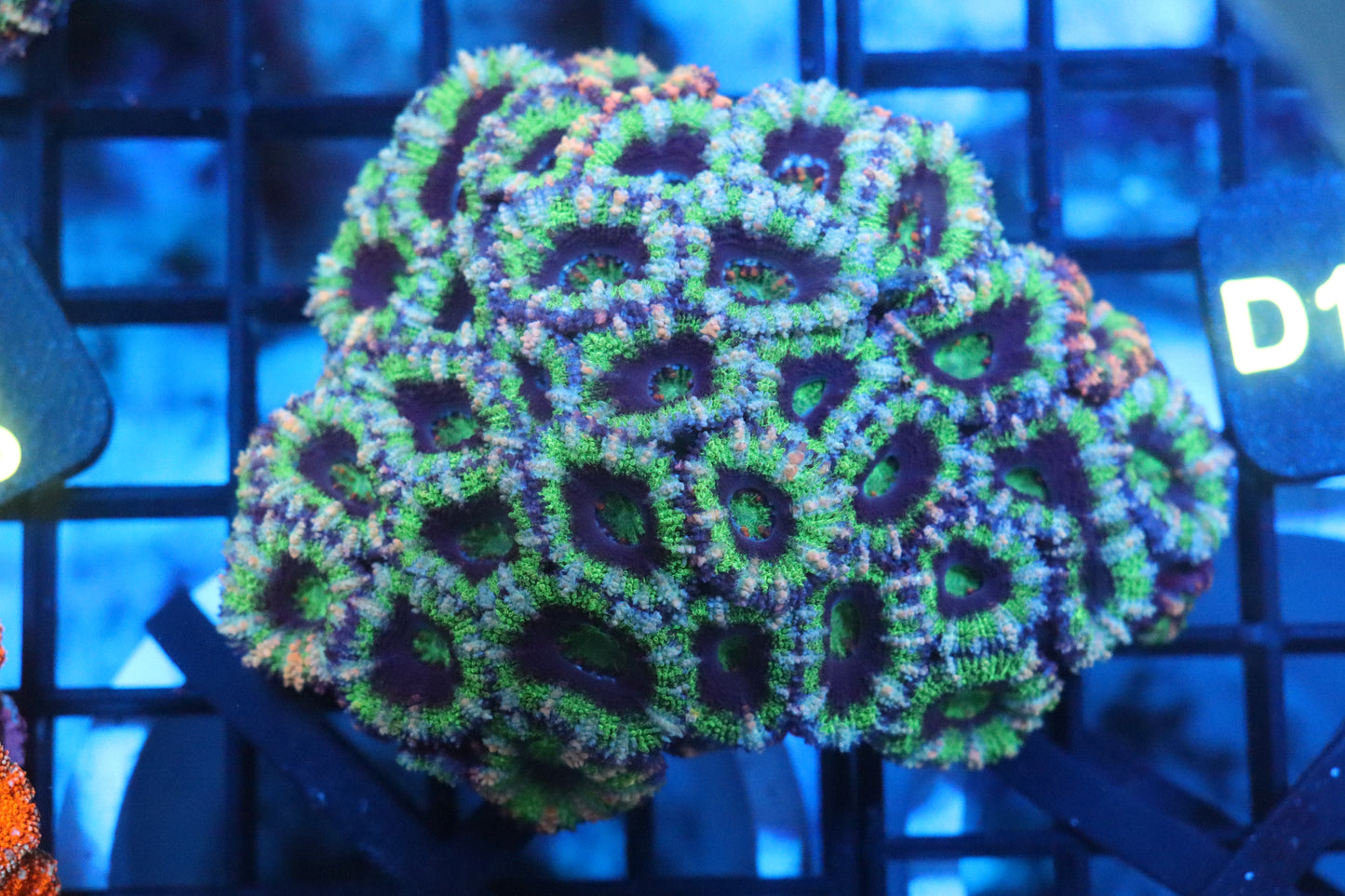 Micromussa Lord Colony (D164)