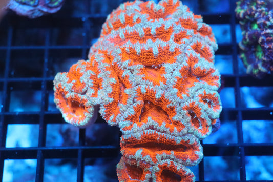 Micromussa Lord Colony (D166)