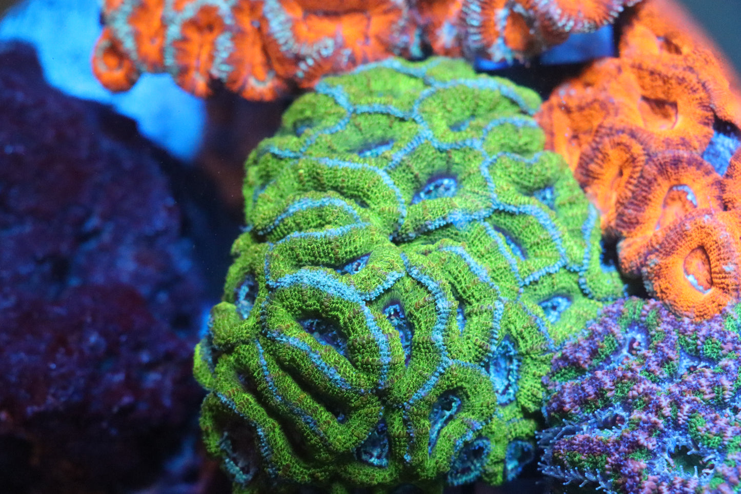 Micromussa Lord Colony (D170)