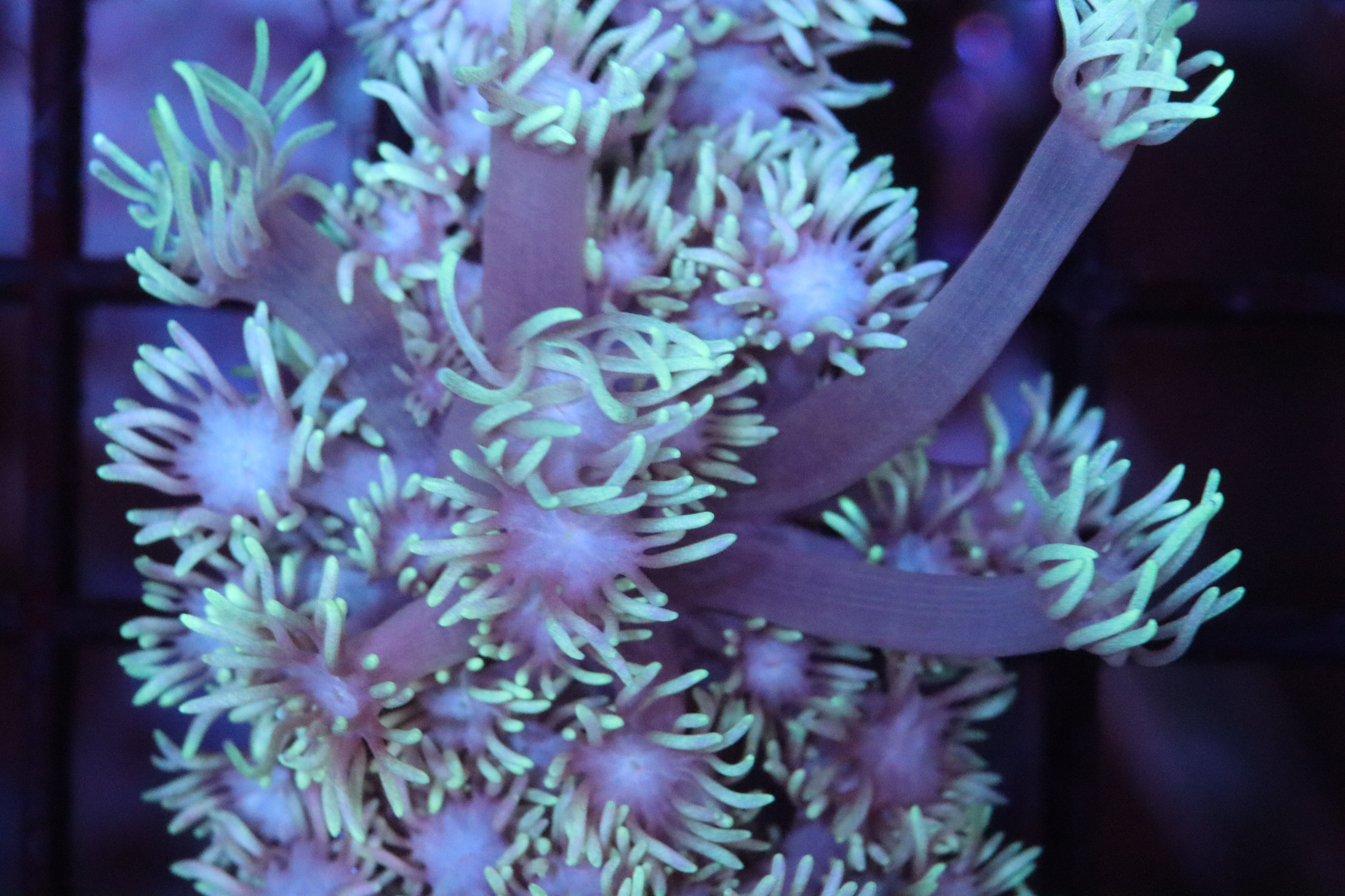 Gonis & Alviapora – NYAquatic