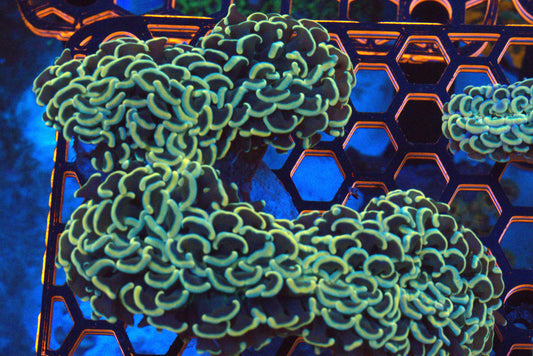 ~4" Green Wall Hammer Colony