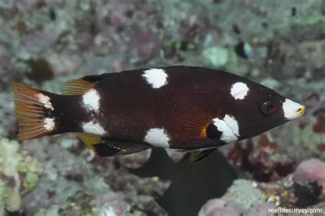 Axilspot Hogfish|Bodianus Axillaris (2")