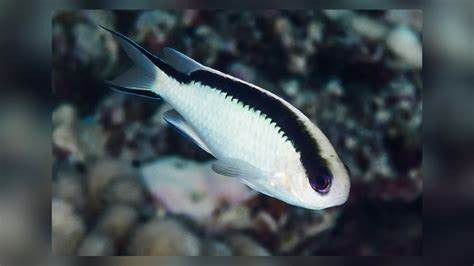 Tahitian Reef-Damsel (Pomachromis fuscidorsalis)