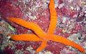 Orange Linkia Starfish