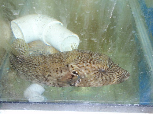 Mappa Puffer (12")