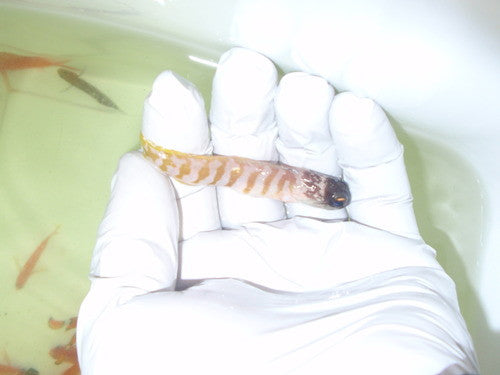 Red Head Jawfish