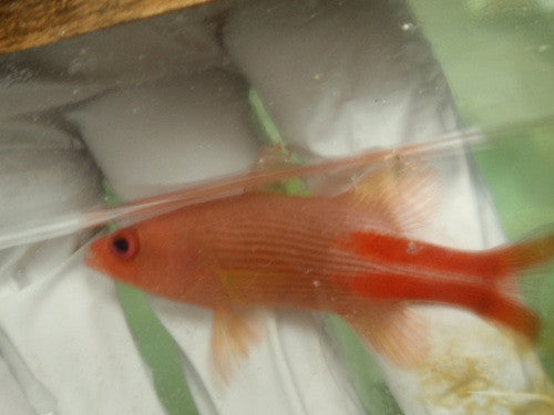 Yellow Reef Basslet