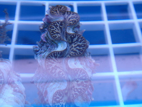 Gold Teardrop Maxima Clam | Tridacna maxima-2"